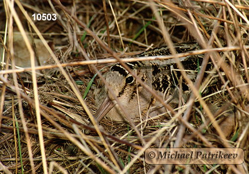 American Woodcock (Scolopax minor)